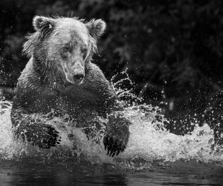 BW Bear Charge