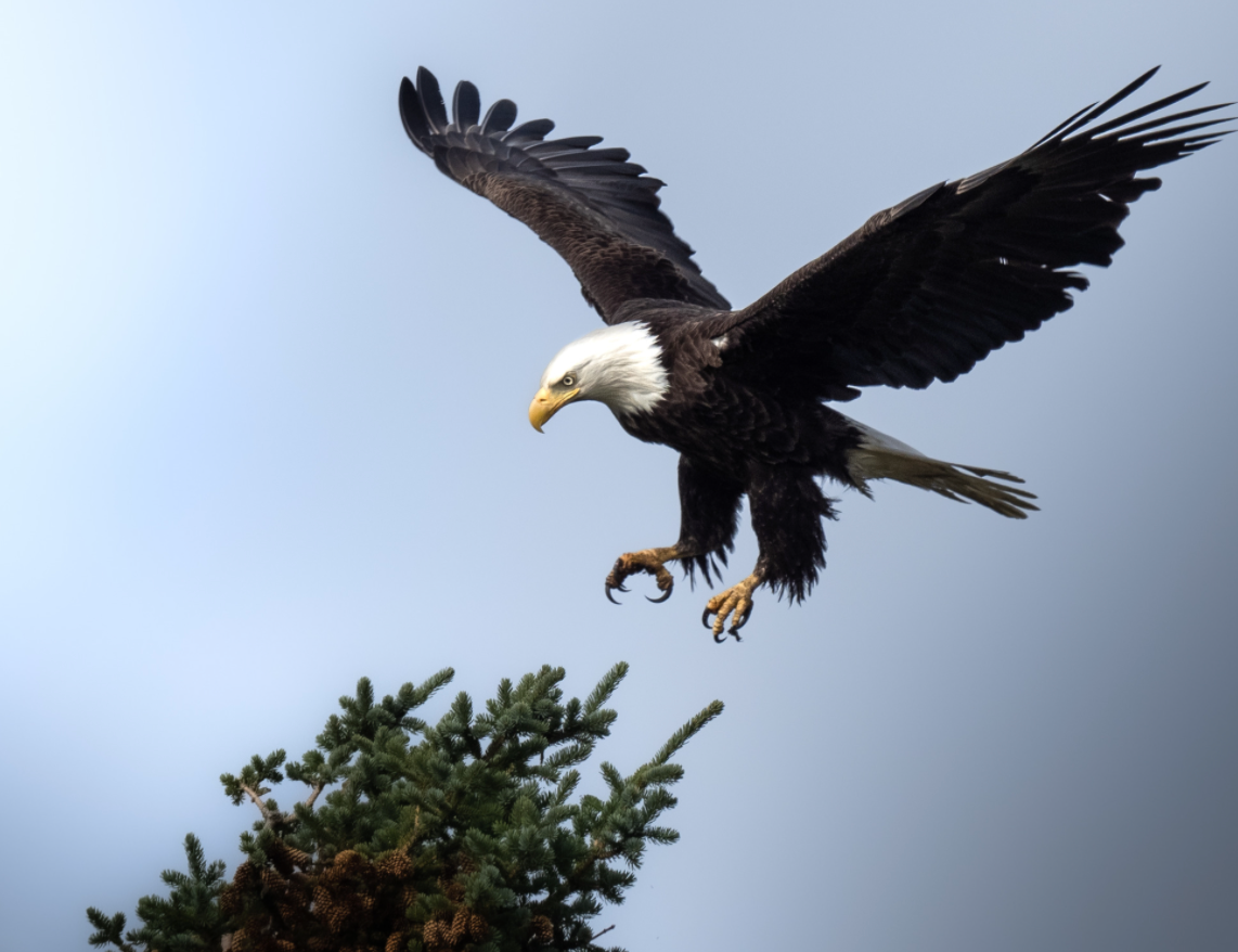 Eagle Landing outlets