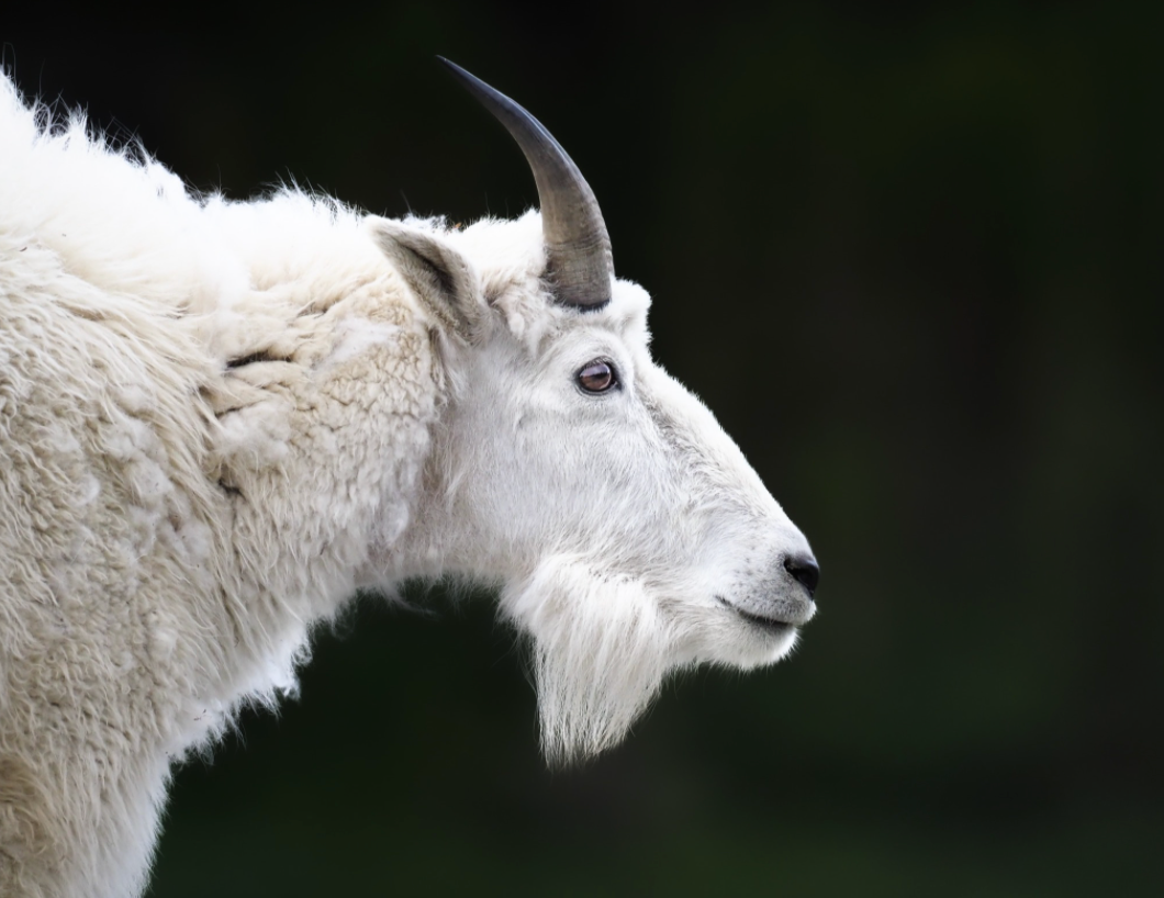 Mountain Goats and Big Horn Sheep