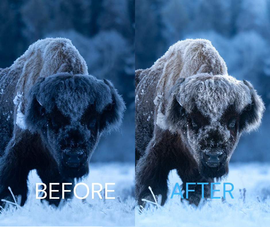 Brooke's Wildlife Editing Tutorial