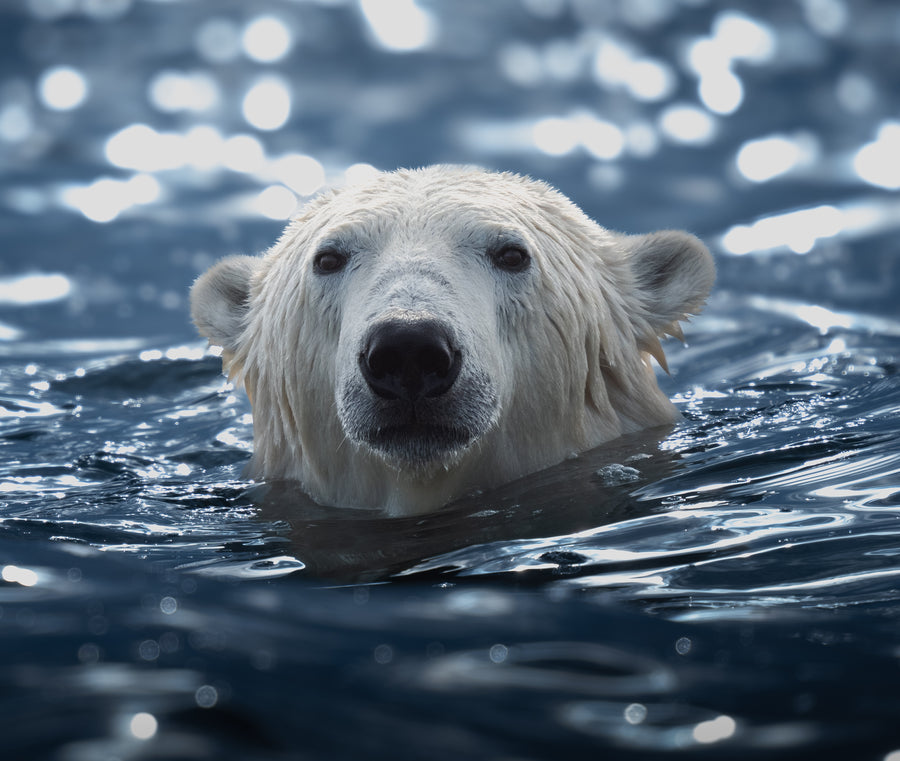 Polar Bear in High Tide