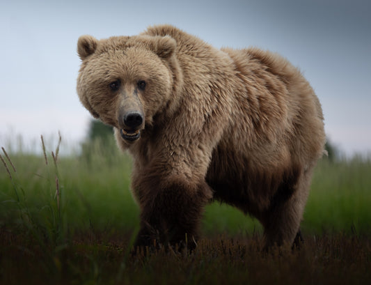 Coastal Brown Bear Walking By