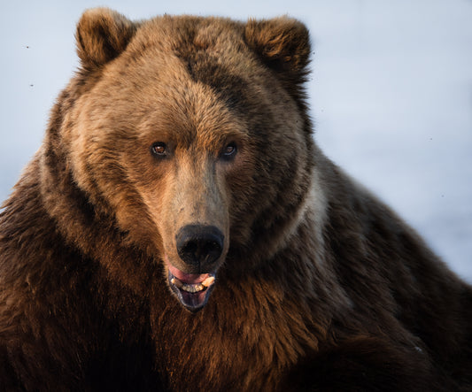 Bear Face Portrait