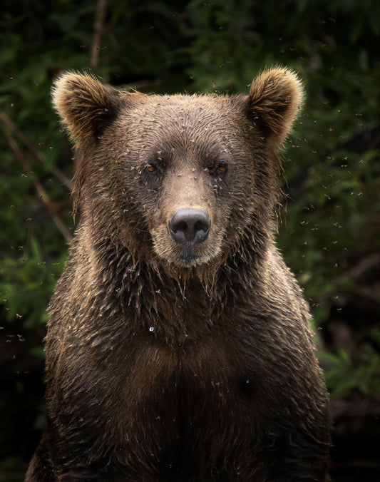 Coastal Brown Bear and Bugs