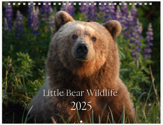 2025 Little Bear Wildlife Calendar