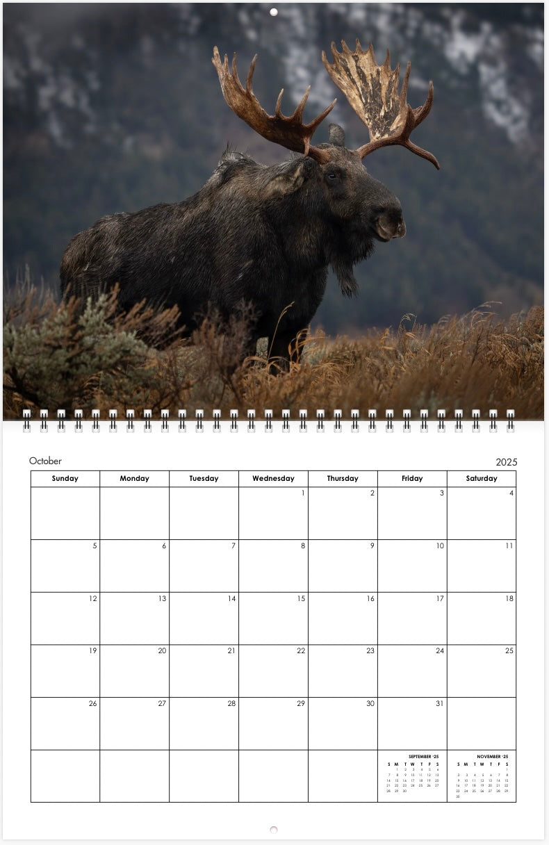 2025 Little Bear Wildlife Calendar