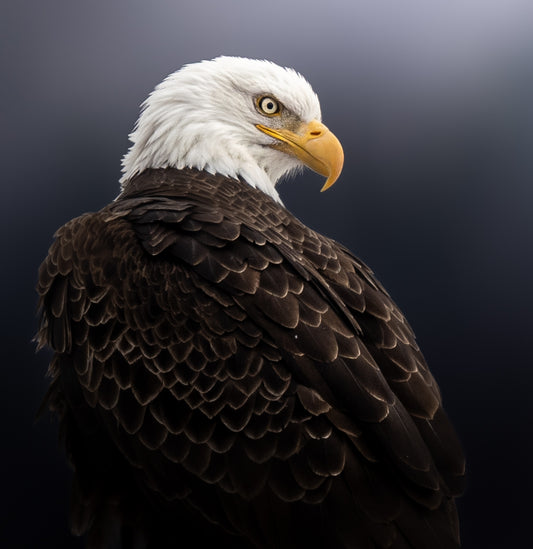 Eagle Portrait