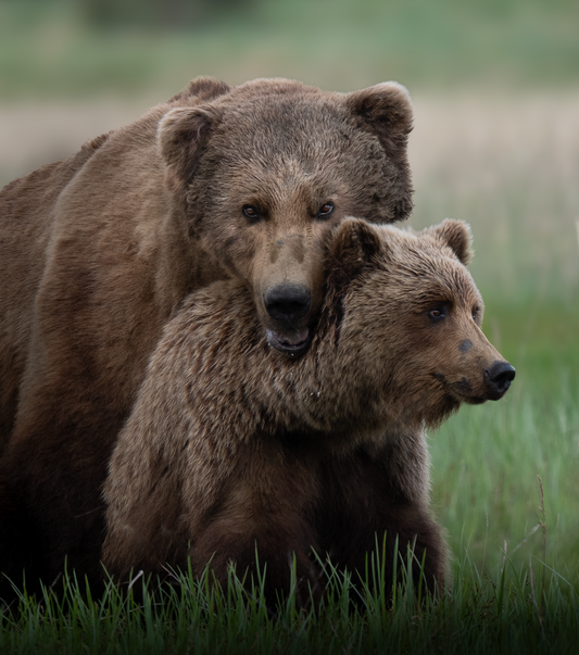 Mated Bear Pair