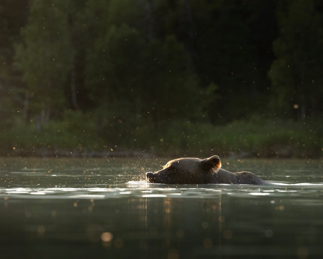 Water Bear