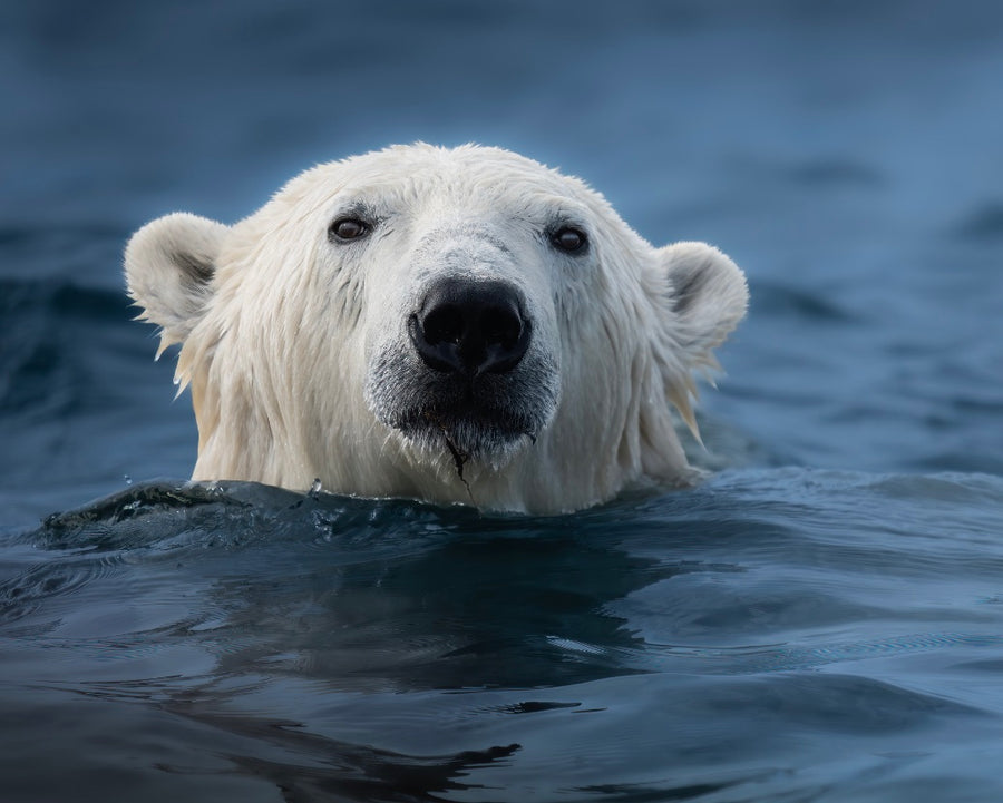 Swimming Polar Bear