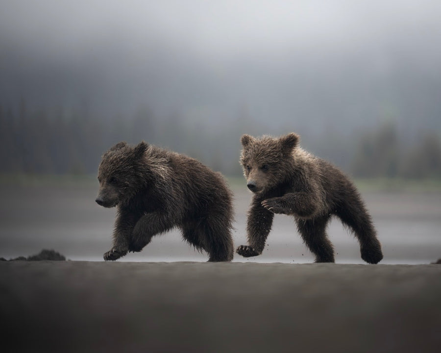 Cubs on the Run
