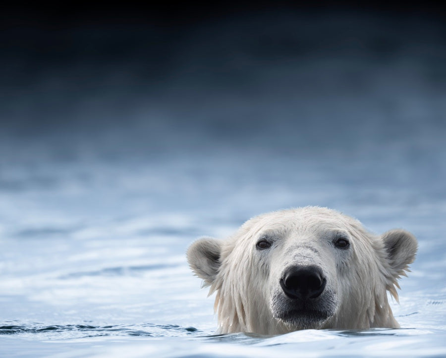 Polar Bear in Blue Water