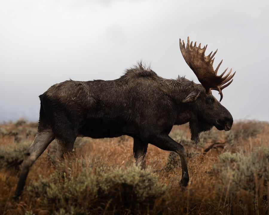 Boadside Bull Moose