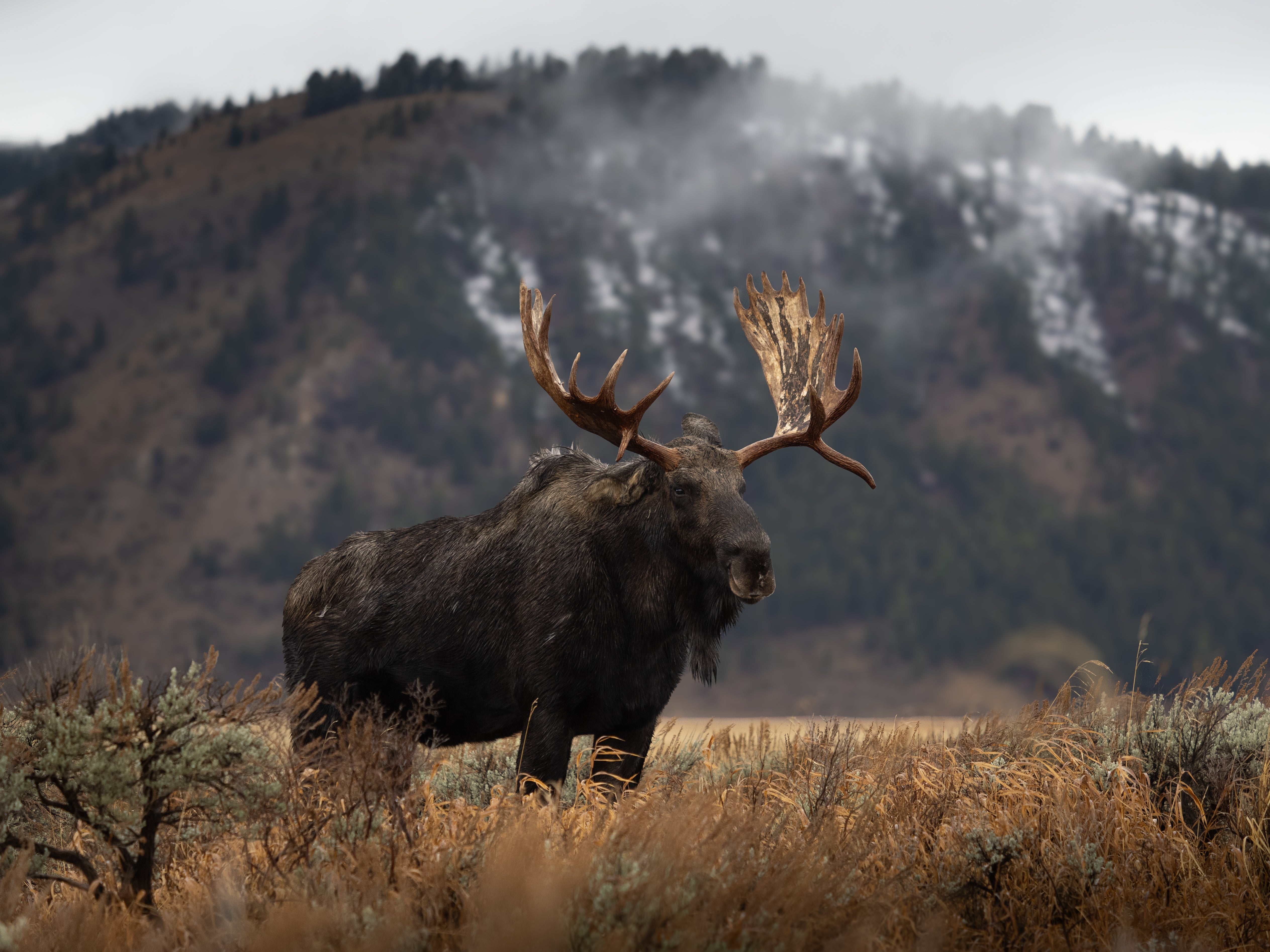Moose and the Mountain – Little Bear Wildlife