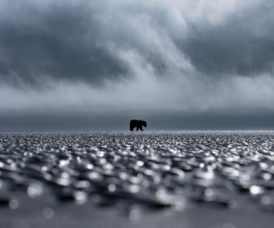 Storm Bear