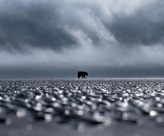 Storm Bear