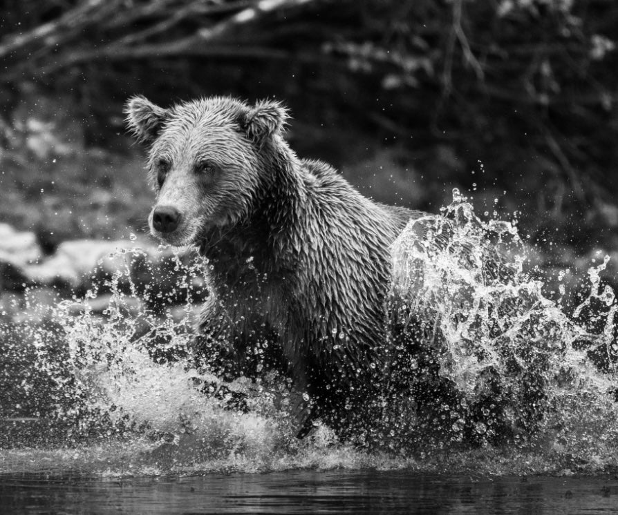 BW Bear Fishing