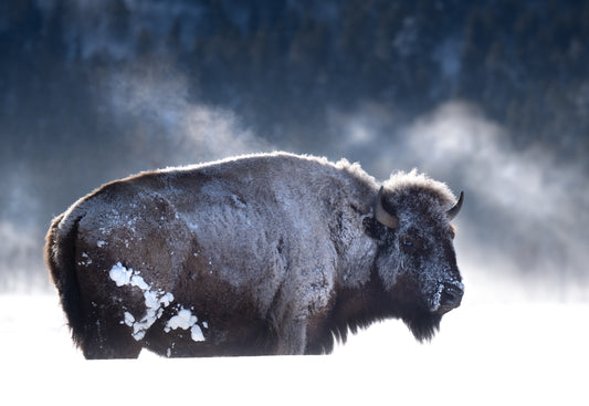 Frozen Bison