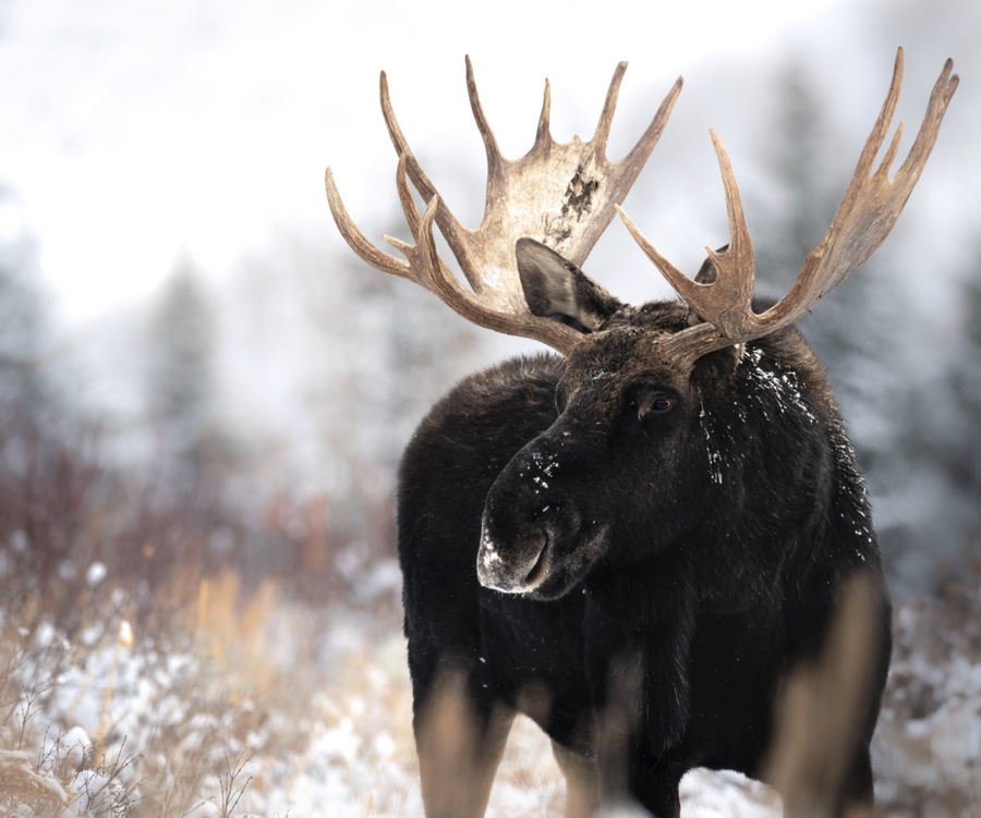 Snowy Bull Moose