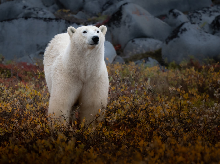Polar Bears on the Autumn Tundra