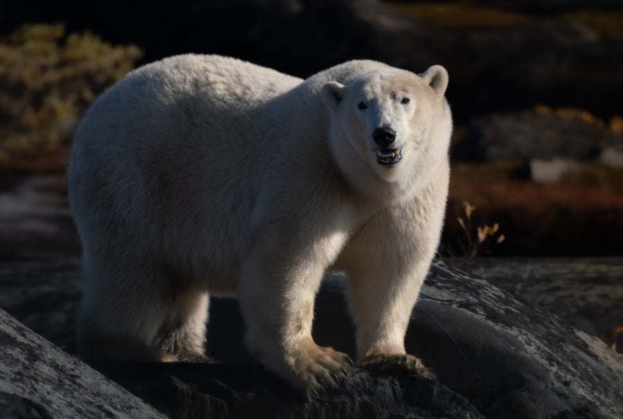 Polar Bears on the Autumn Tundra