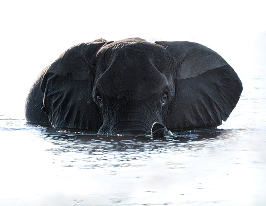 Elephant in the Water