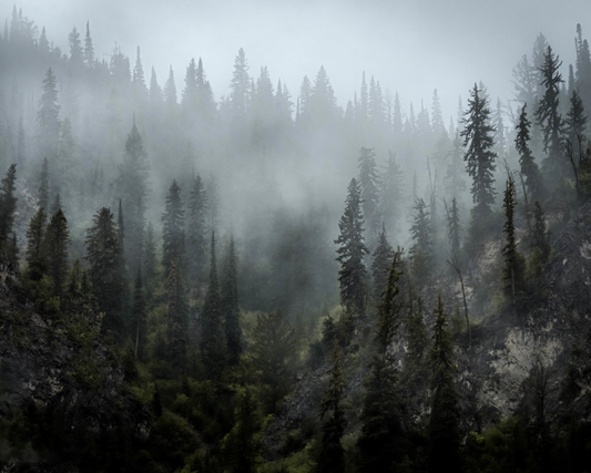 Foggy Forest