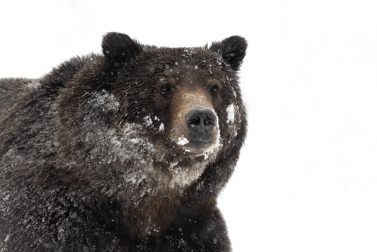 Grizzly Portrait