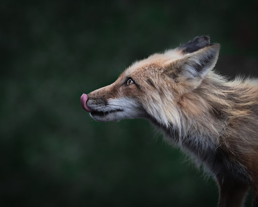 Fox Licking Lips