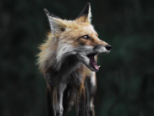 Laughing Fox