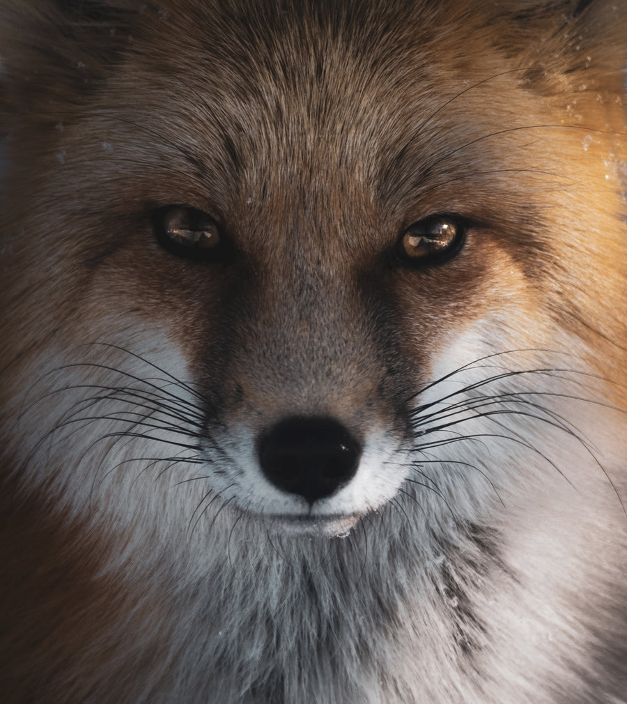 Fox Portrait 1