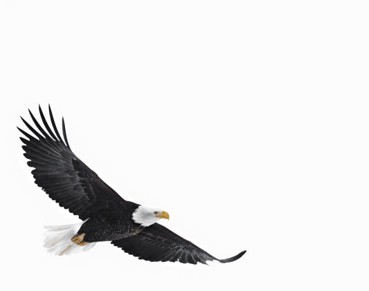 Eagle in Flight