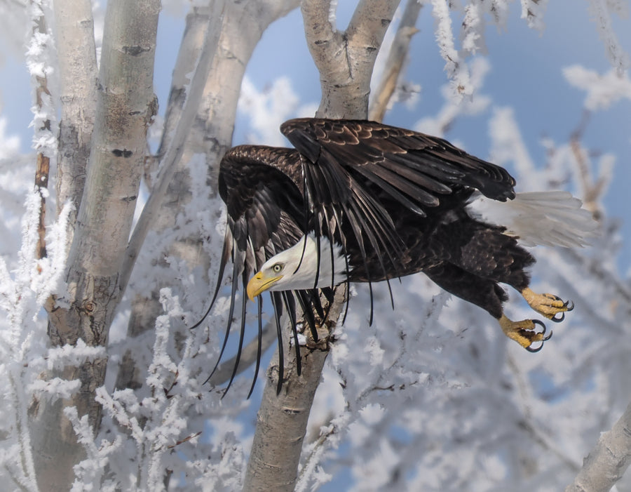 Eagle in the Ice