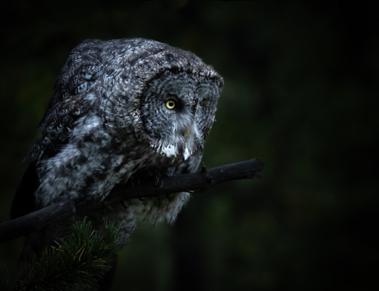 Great Gray Owl Preparing to Dive