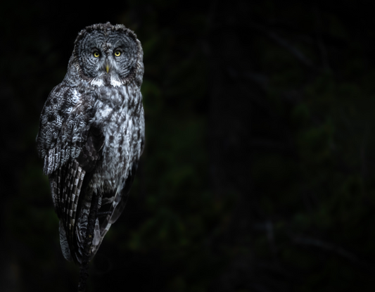 Great Gray Owl Perched