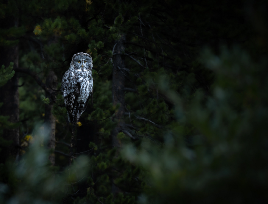 Distant Great Gray Owl