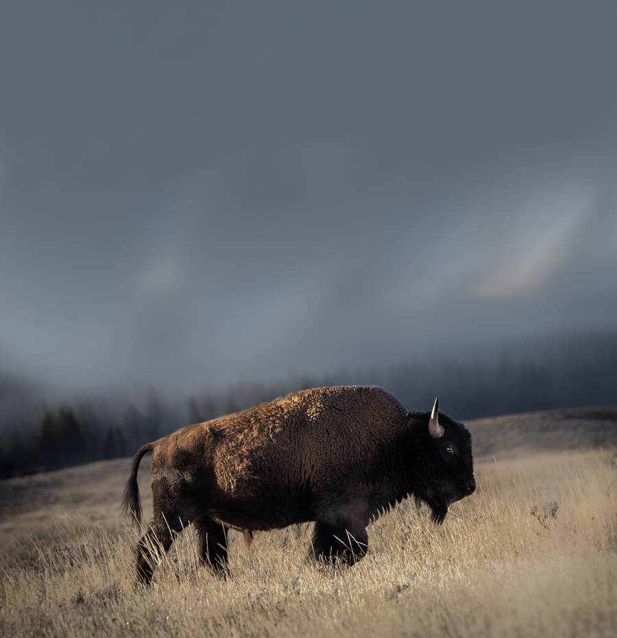 Bison on the Move