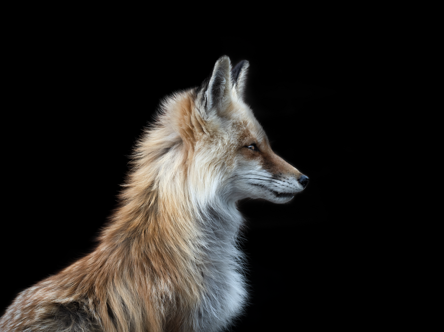 Fox on Dark Backdrop