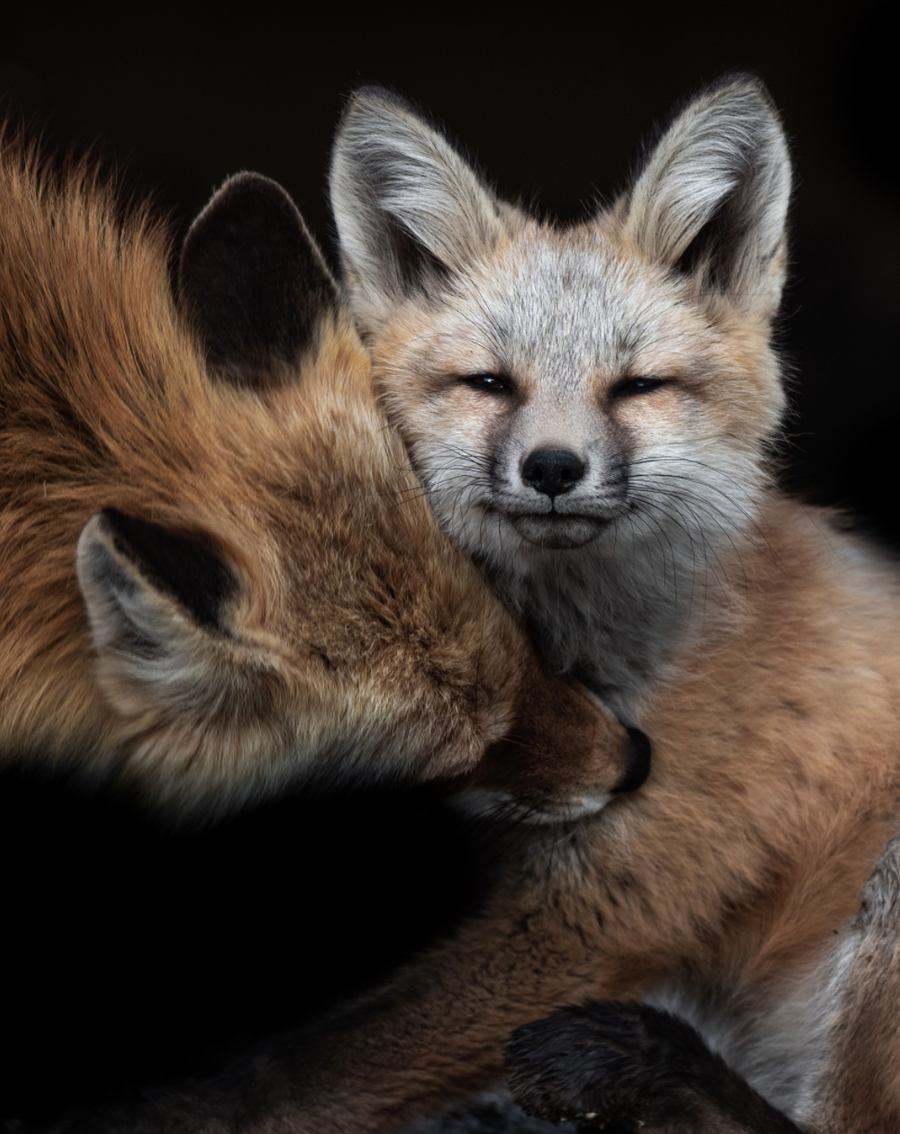 Fox Kit and Momma