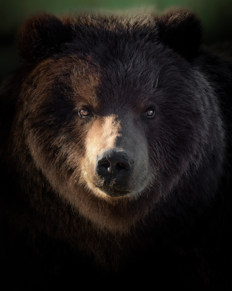 Moody Brown Bear