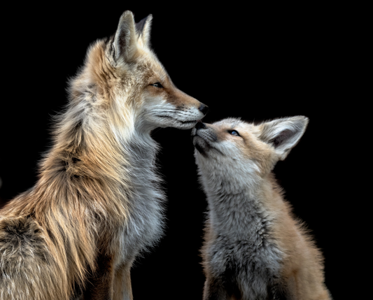 Fox Kit and Momma 2