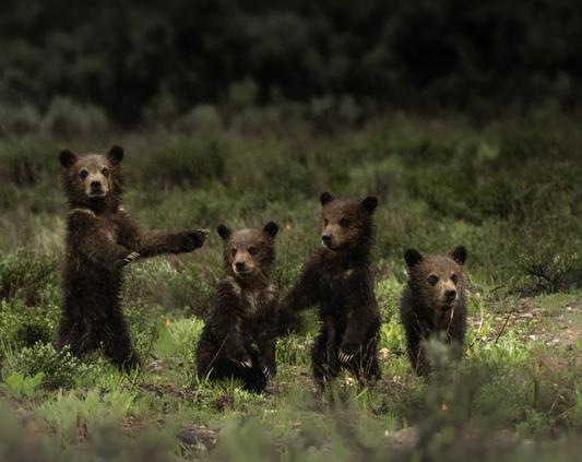 Grizzly Cubs