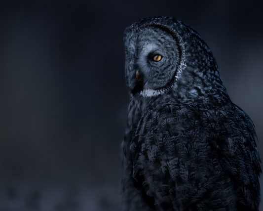 Great Gray Owl