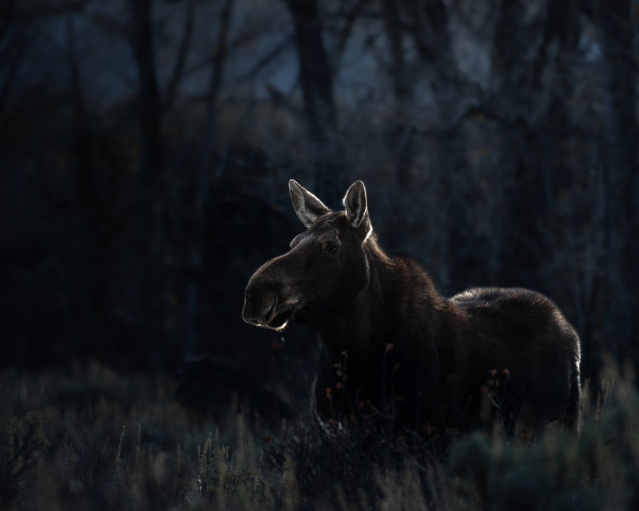 Moose in Silver Dawn