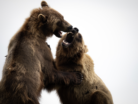 Bears Sparring