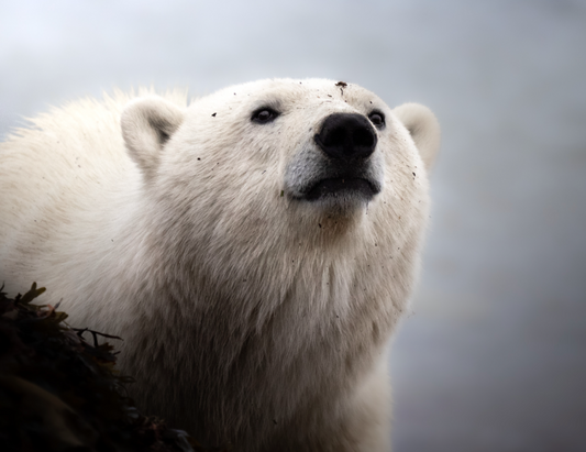 Polar Bear Closeup