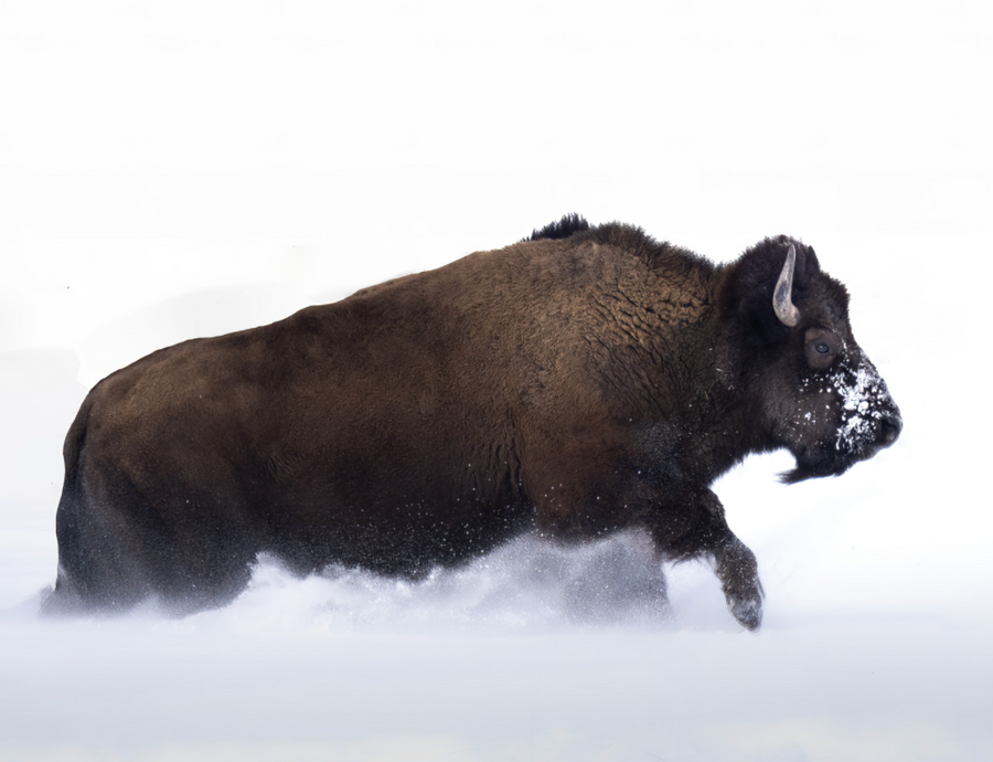 Bison on the Run