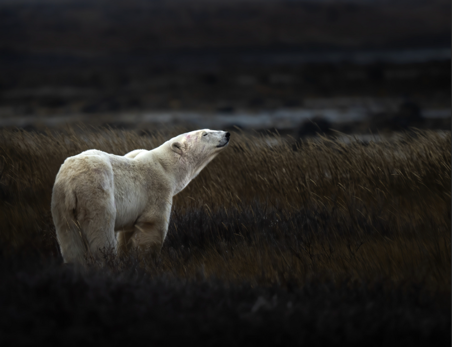 Lonely Polar Bear