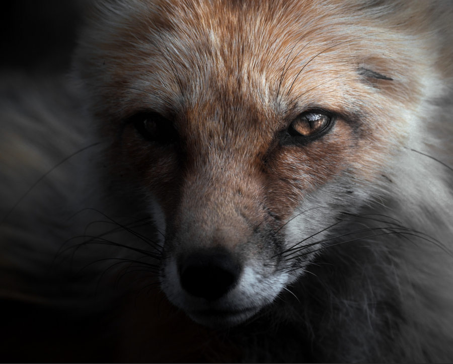 Fox Portrait 4