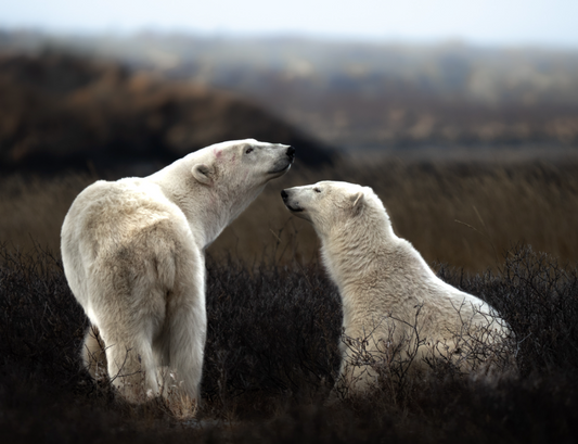 Polar Bear Mom and Cub